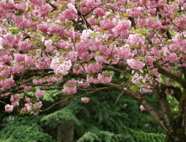 10 Best Places to Enjoy Sakura Across Japan